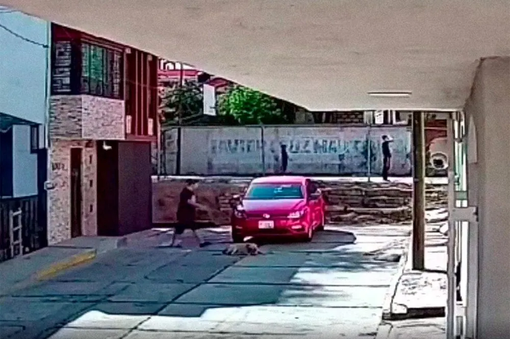Perro Atropellado San Jeronimo Caleras