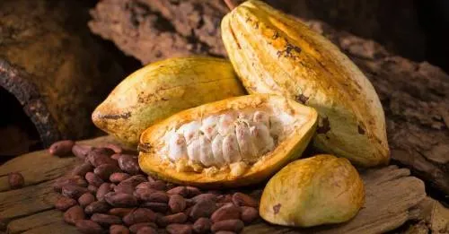 Estudio sitúa origen del cacao en el Amazonas en lugar de México