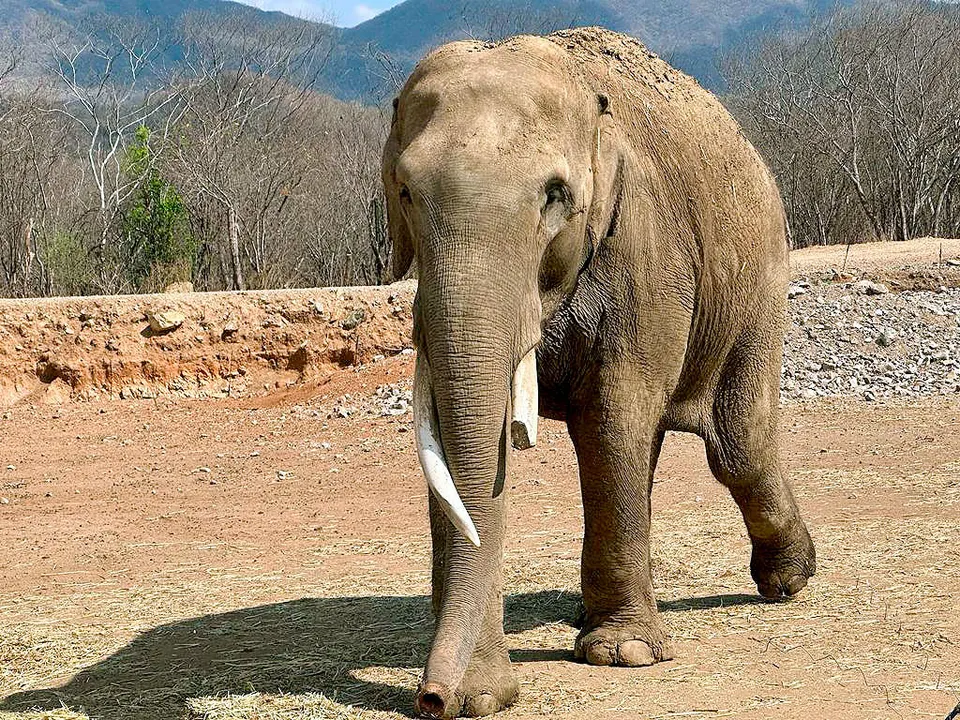 Santuario Ostok Elefante