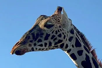 La jirafa Benito inicia la odisea de Ciudad Juárez a su nuevo hogar: Africam Safari