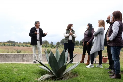 Busca SDR estrategias para impulso productivo de maguey pulquería en la sierra norte