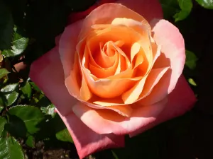 Envían 1er cargamento de rosa Puebla a Miami, Florida