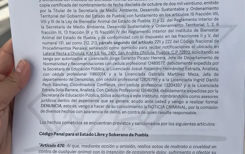 yegua-mila-potranca-denuncia-maltrato-animal