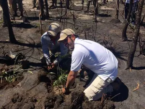 Inicia CONANP proceso de restauración en Isla Holbox tras incendio