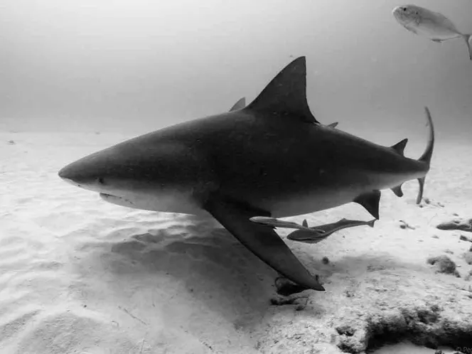 Adopta un Tiburón Toro en Playa del Carmen