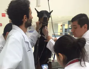 Planea la UVM crear banco de sangre canino