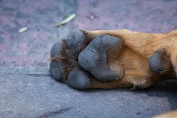 Autoridades salvan a 46 perros maltratados en Tlalpan