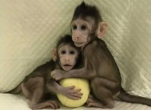 Clonan por primera vez monos con el método de ‘Dolly’
