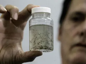 Zika podría infectar hasta a cuatro millones de personas en América