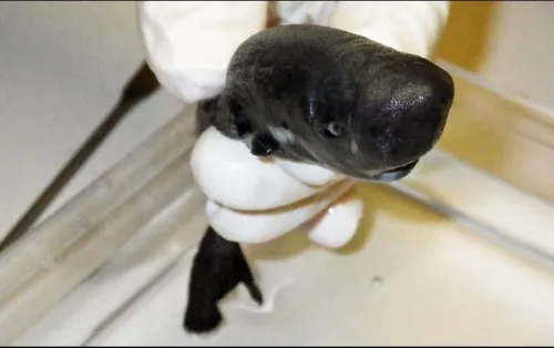 Hallan nueva especie de tiburón en el Golfo de México