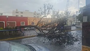 Por intensa lluvia, se desploma árbol en la 3 Oriente, entre 16 y 18 Sur; no se reportan lesionados