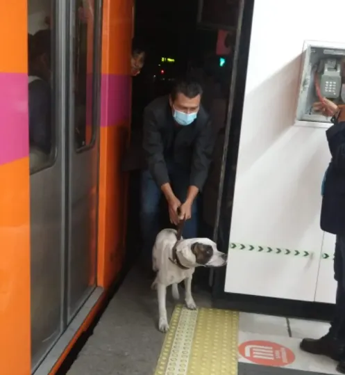 Rescate de un perrito ocasiona retrasos en la Línea 1 del Metro