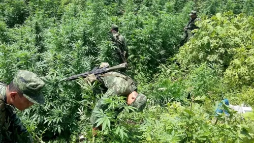 Destruye el Ejército Mexicano en Puebla 49 sembradíos de marihuana