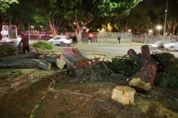 Fuertes ráfagas de viento provocan caída de dos árboles en bulevar 5 de Mayo