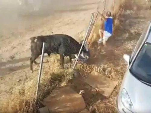Captan en video brutal cornada en España