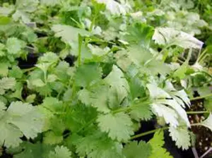 Investigan a empresas poblanas por exportar cilantro contaminado a EEUU