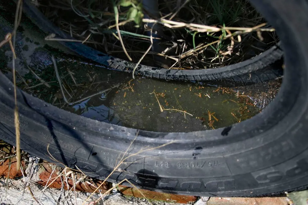 Dengue Cacharros