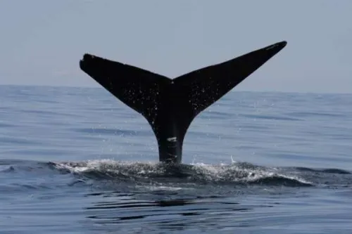 Ballena franca muere al chocar con barco canadiense