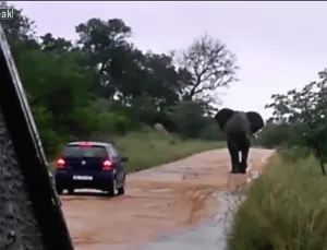 VIDEO: Elefante embiste auto hasta voltearlo en parque de SUudáfrica
