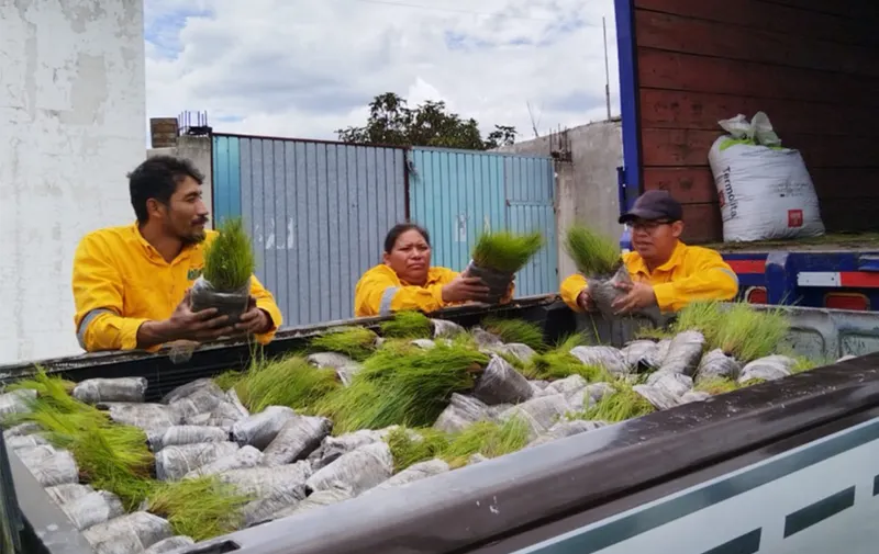 Reforestación Puebla 2024