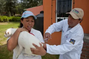 Conmemora SMASP Día de la Mascota ofreciendo servicios gratuitos
