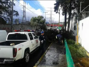 VIDEO: Fuertes vientos provocan caída de árboles en la CDMX