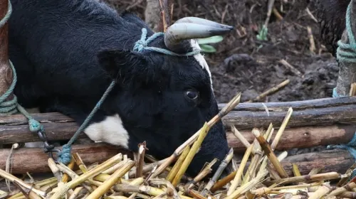 Ejecuta SDR 23 proyectos para sanidad e inocuidad agroalimentaria