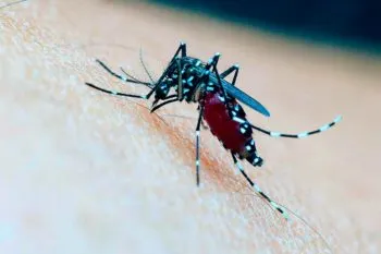 ¡Cuidado con los mosquitos!, llegó la temporada de dengue