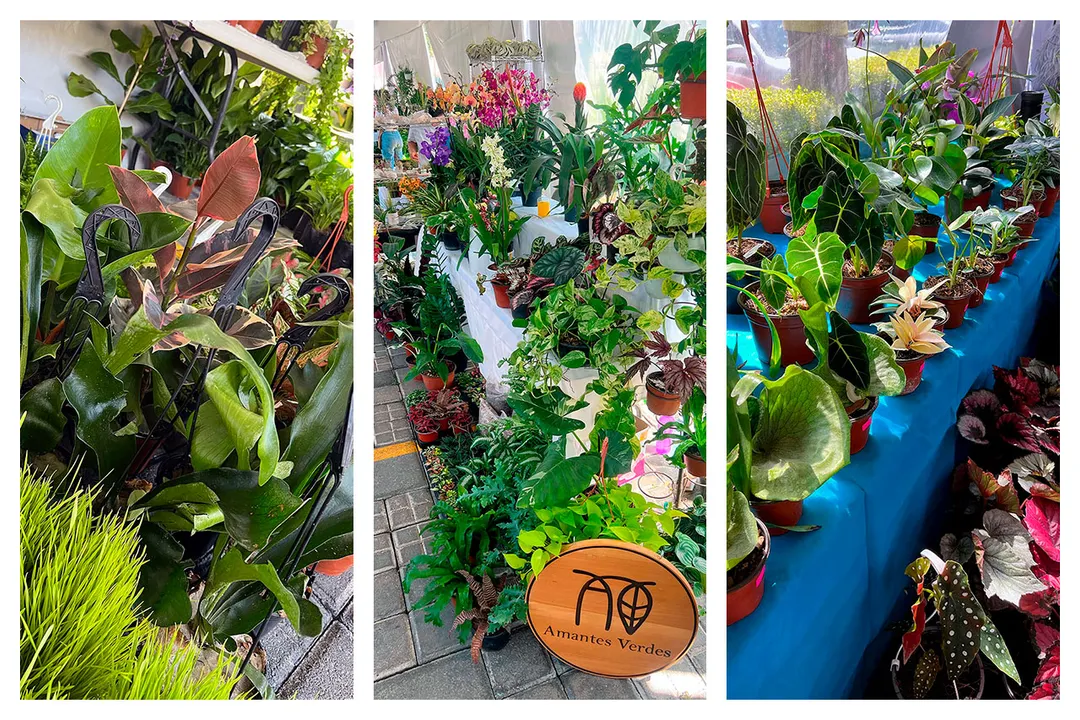 Plant Fest De Cholula