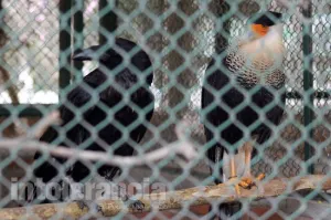 Aves del Ecológico se alojan en un maltrecho parque Flor del Bosque