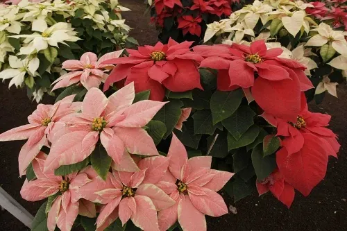 Por Covid-19 no habrá Feria de la Nochebuena
