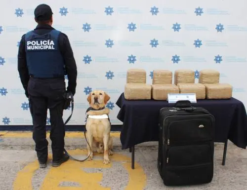 Asegura SSPTM alrededor de 17 kilogramos de posible marihuana