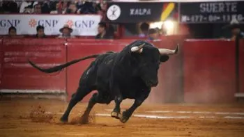 Bienestar Animal y municipio de Tecamachalco suspenden corrida de toros