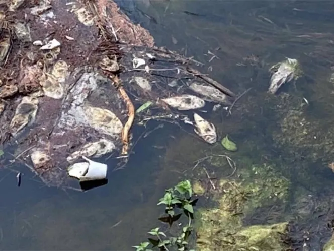 Aparecen peces muertos en Río La Silla