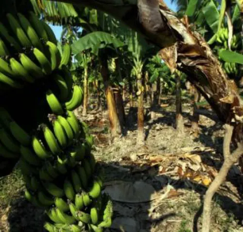 Prevén alza en precios del plátano por daños