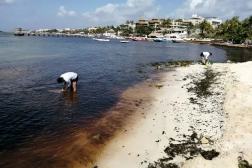 Sargazo no es contaminante y no daña al ser humano: Semar