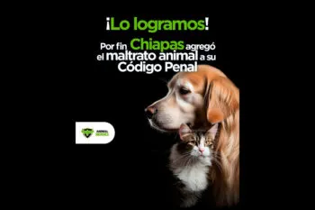 Animal Heroes celebra avance histórico: por fin, Chiapas tipifica el maltrato animal en su Código Penal, era el único estado que faltaba