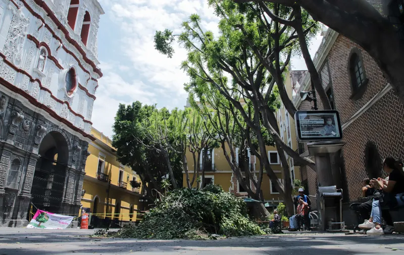 poda de arboles plaza de la Democracia