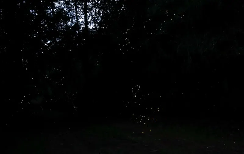 santa-rita-tlahuapan-luciernagas