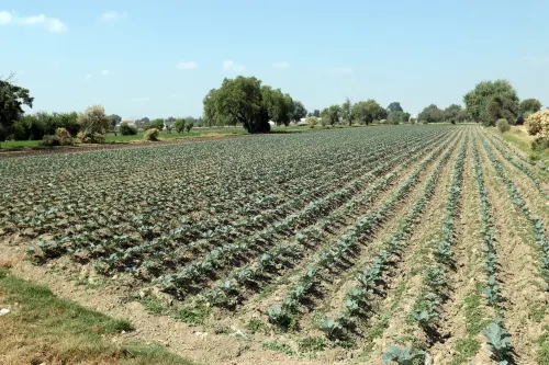 Atiende SDR a productoras y productores afectados por granizada en Tecamachalco
