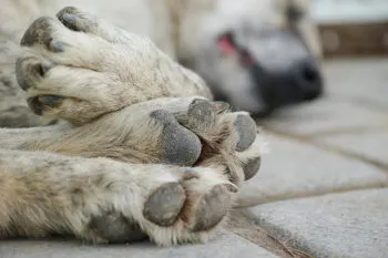 Ayuntamiento de Texmelucan denuncia casos de maltrato animal ante Ministerio Público