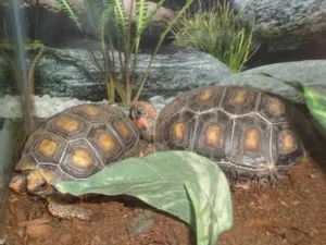 Maskota dejará de comercializar especies protegidas: Profepa