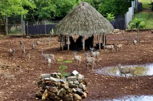 Registra Puebla 113 Unidades de Manejo para Conservación de la Vida Silvestre