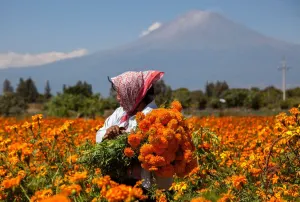 Puebla, 1er lugar nacional en producción de Flor de Muerto