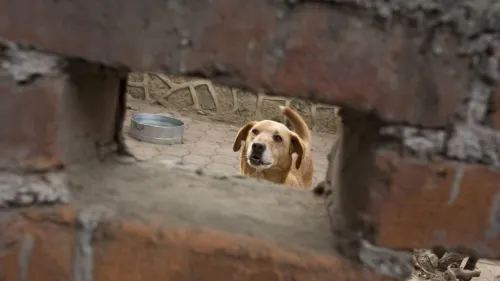 Perrita se come a sus crías por no tener alimento; detienen y multan a la dueña