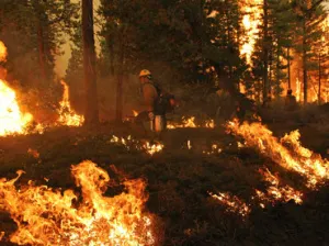 Incendios de última semana dañan 99.25 hectáreas: Conafor