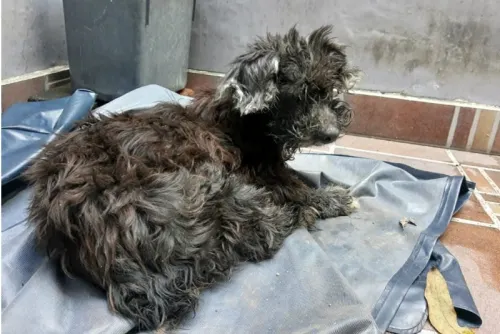 Perrita es abandonada en una alcantarilla con los ojos pegados