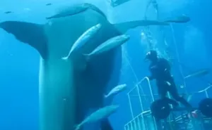 Captan investigadores a tiburón blanco gigante