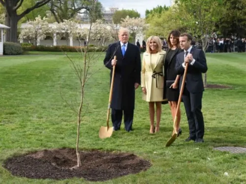Muere árbol que plantó Trump y Macrón; era señal de amistad