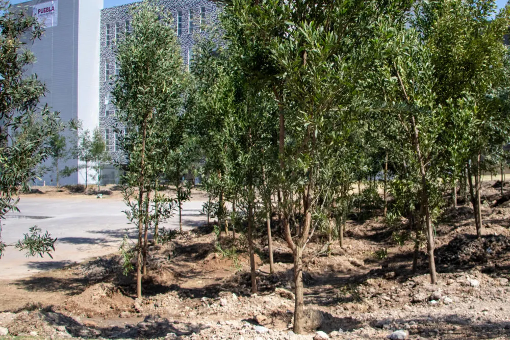 Reforestación en CIS